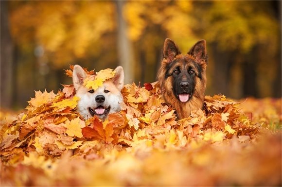 walking on falling leaves 