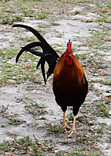 Rooster on the ground